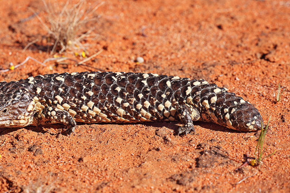 How to Set Up a Perfect Habitat for Your Shingleback