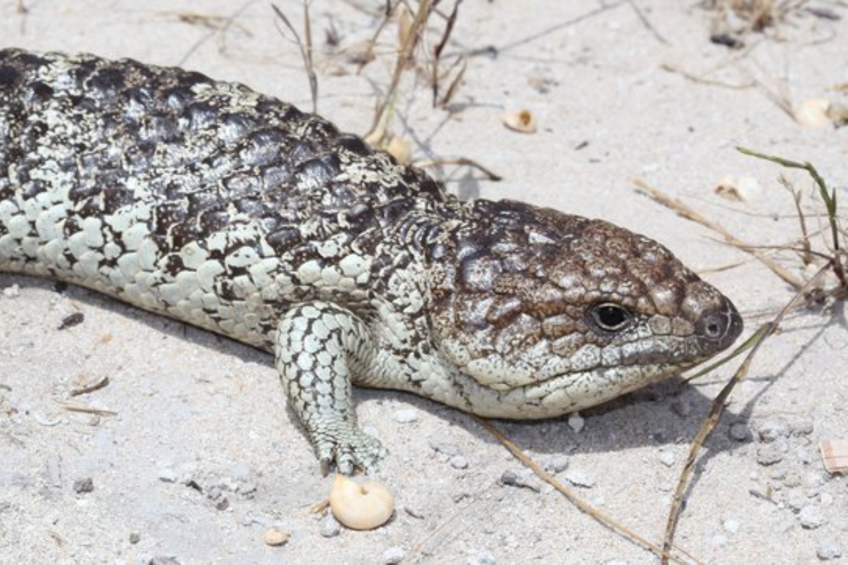 What Do Shingleback Skinks Eat?
