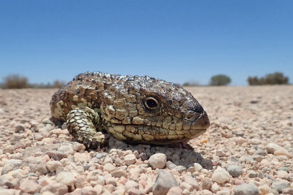 What Makes the Shingleback Skink an Ideal Pet?