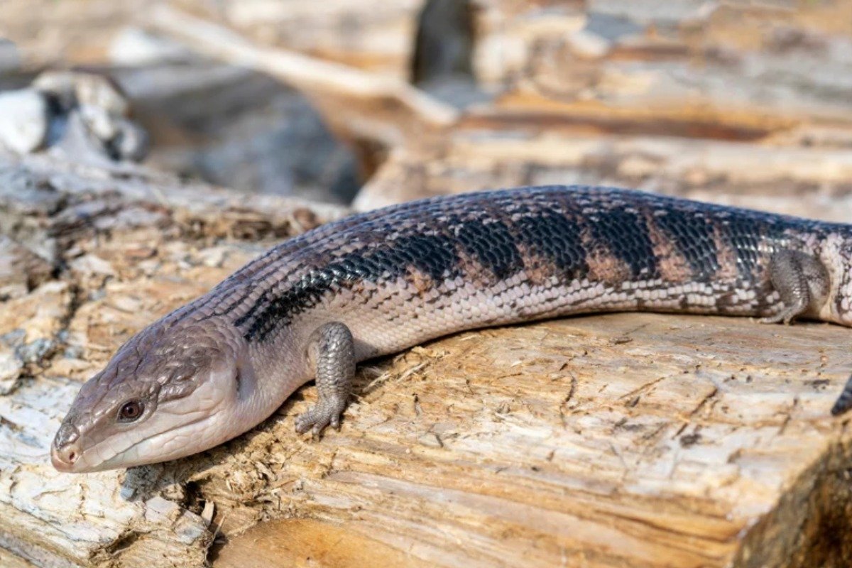 How to Care for a Skink Lizard Pet?