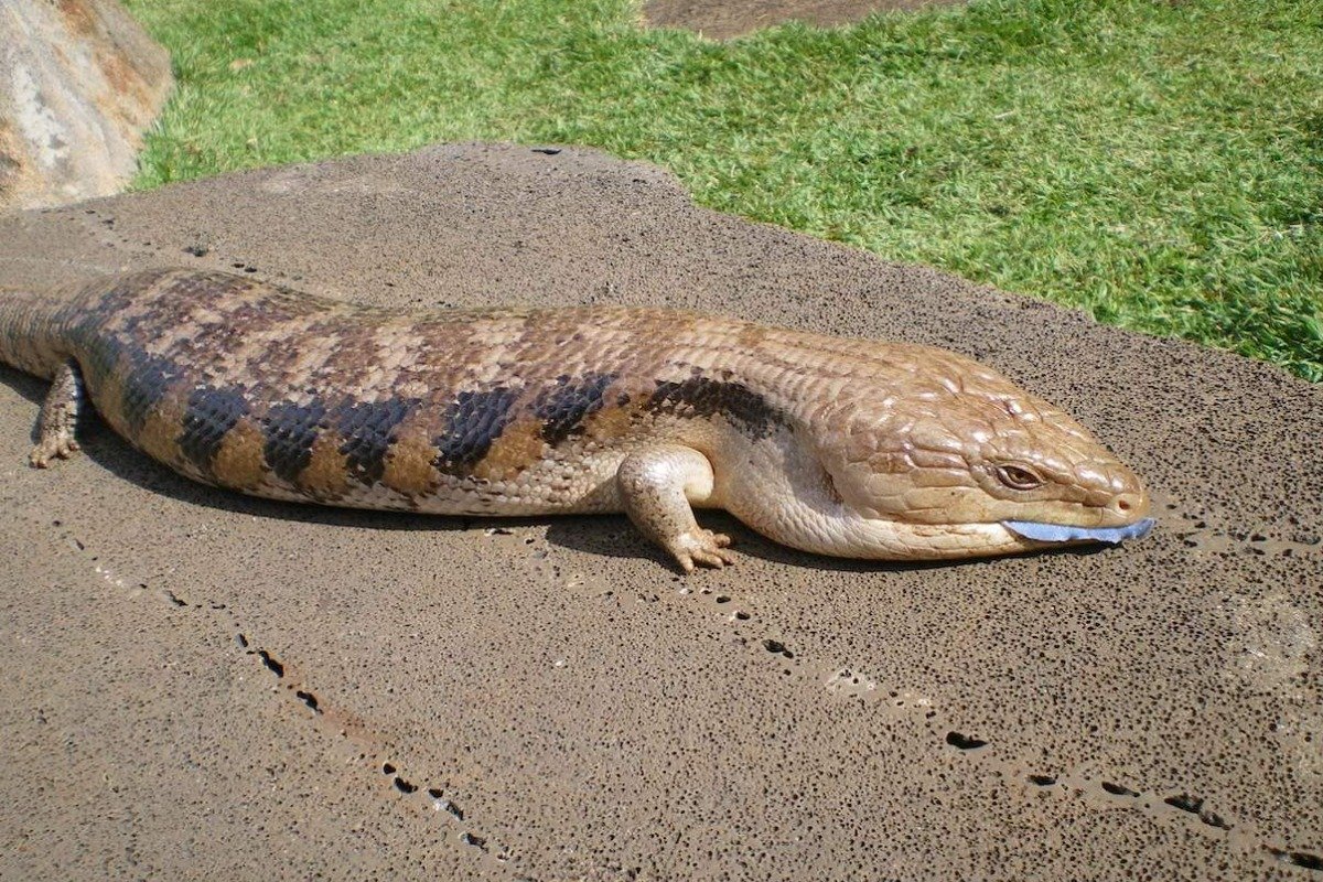 What Do Skink lizard Pets Eat?