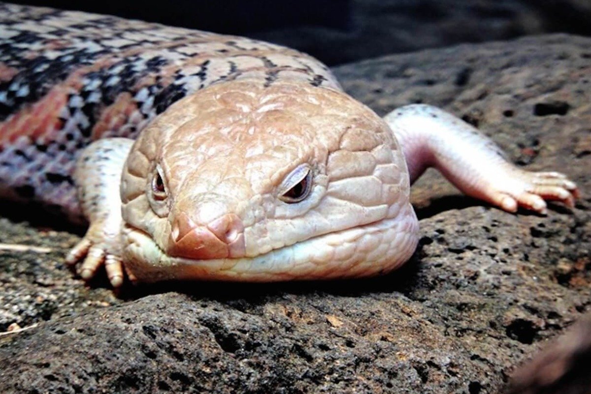 Common Health Issues in Skink Lizard Pets
