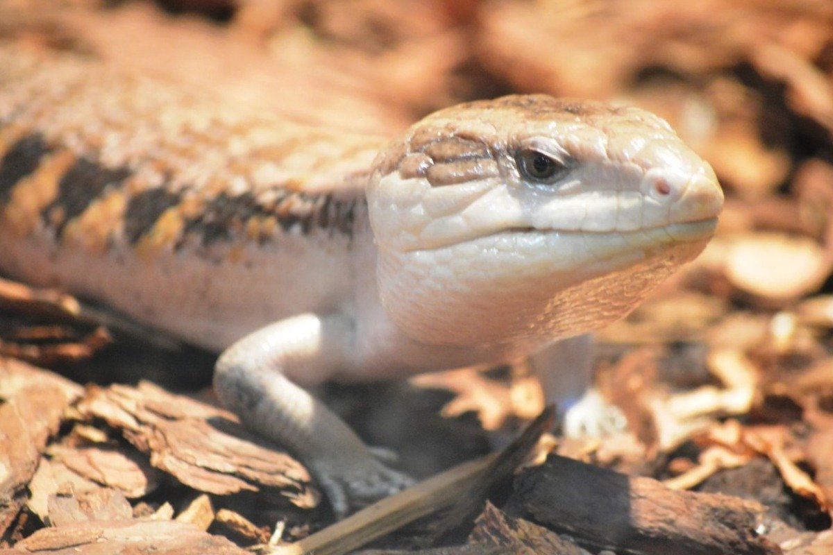 Understanding skink lizard pet Behavior