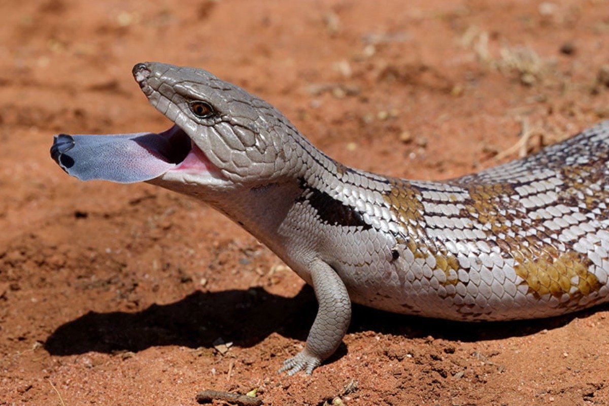 What Makes Skink lizard Good Pets?