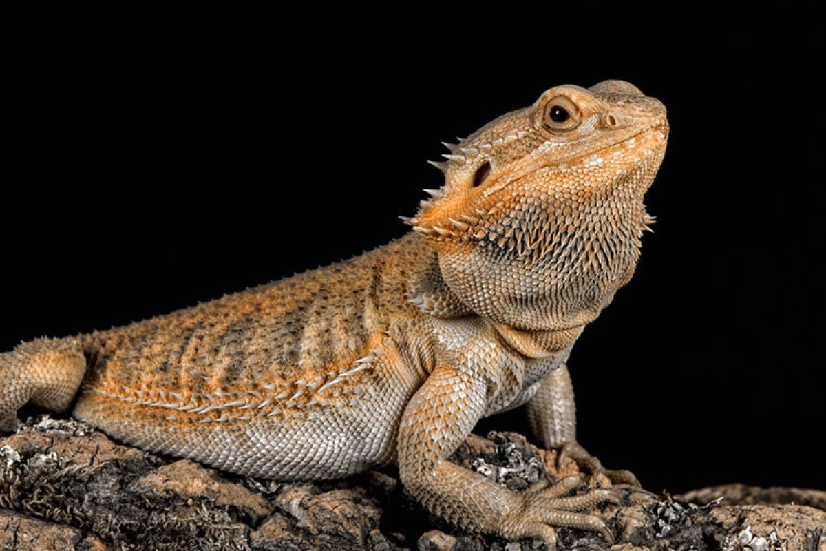 Are Spiky Lizards Good Pets?