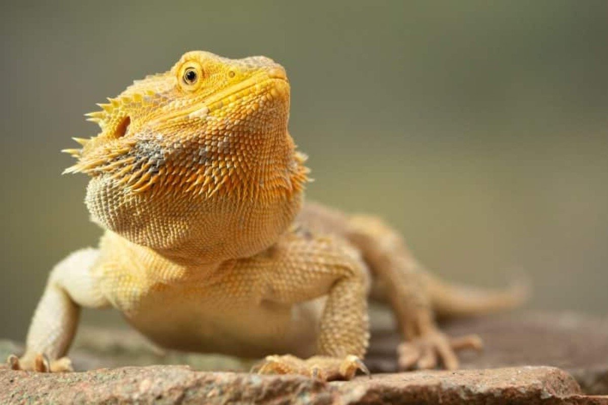How to Set Up the Perfect Lizard Enclosure?