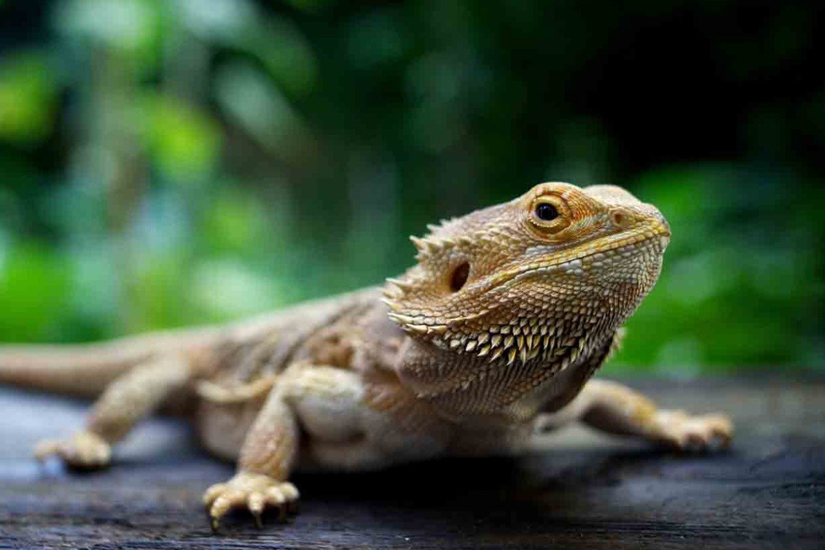 What Does spiky Lizard pets Eat?