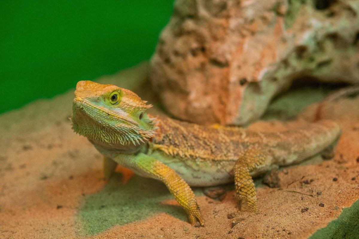 How to Ensure Proper Care for a Spiny Lizard?