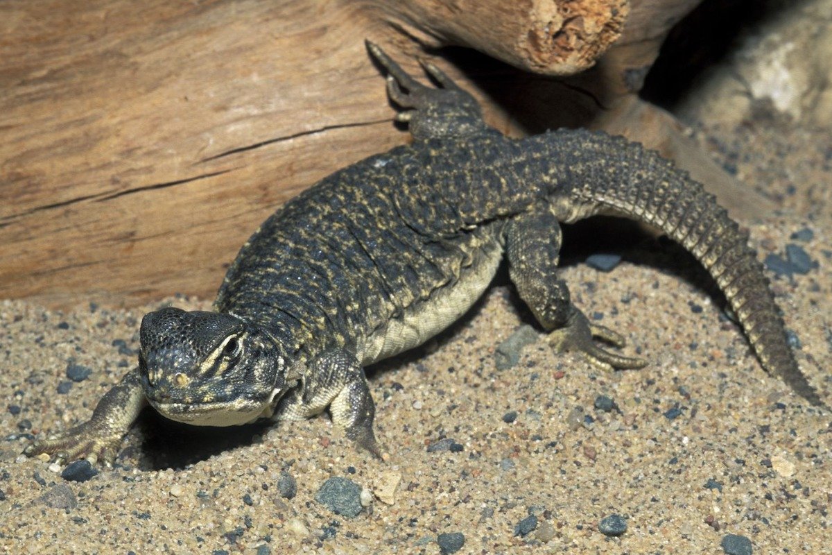 What Are the Different Types of Spiny-Tailed Lizards?
