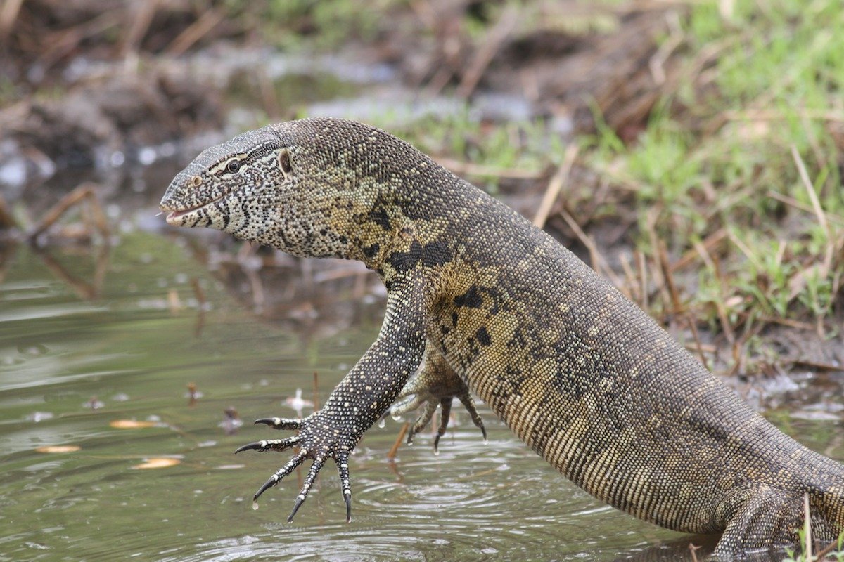 What to Know Before Getting a Monitor Lizard as a Pet