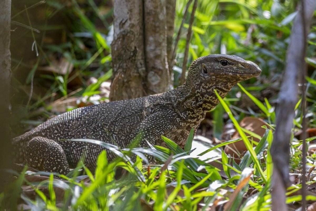 How to Set Up the Perfect Enclosure for Your Monitor Lizard