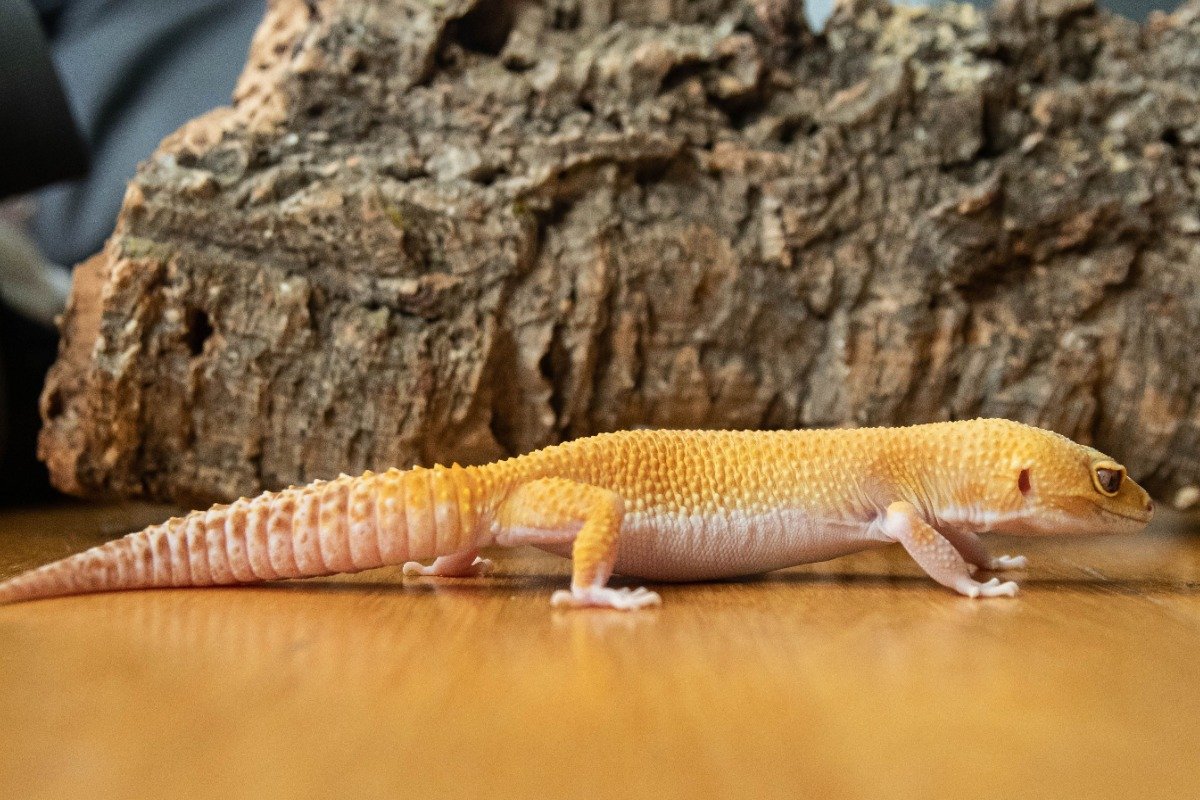 How to Set Up the Perfect Enclosure for Your Yellow Gecko