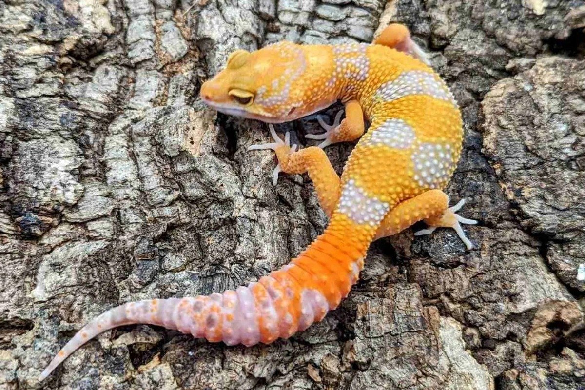 How Does the Temperament of a Yellow Lizard Pet Compare to Other Lizards?