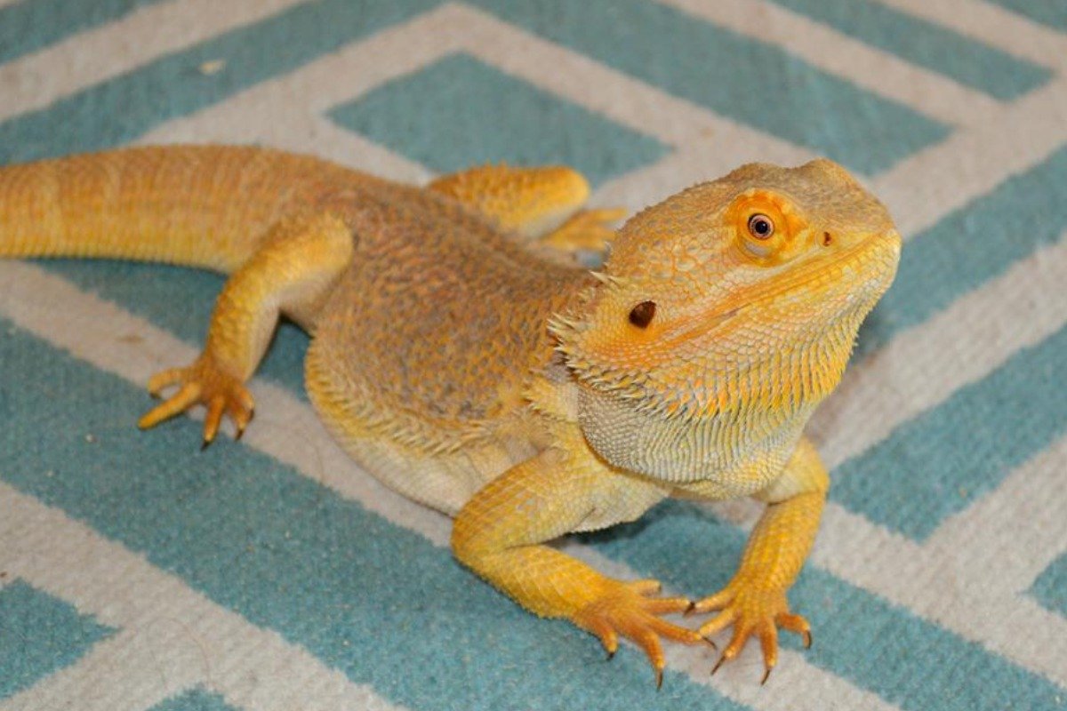 Why Do Yellow-Bearded Dragon Lizards Make Excellent Pets?