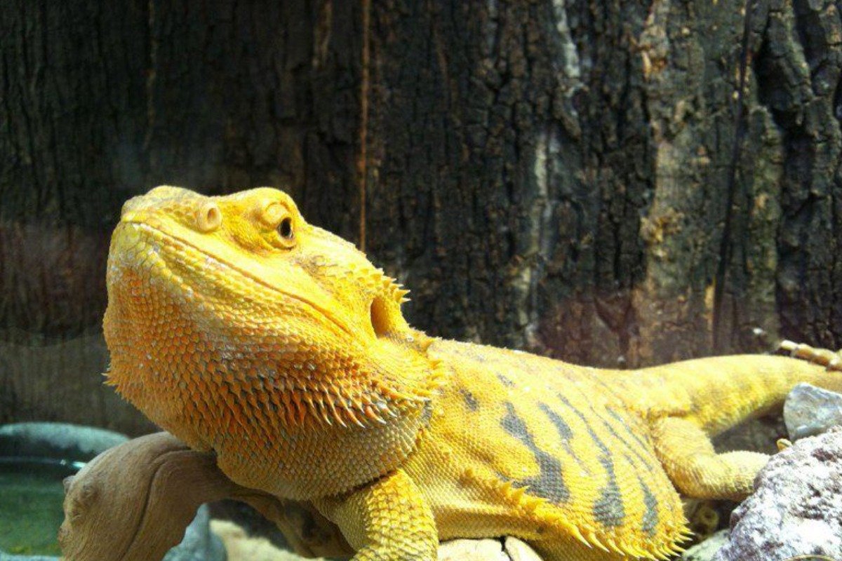 What Are the Care Requirements for a Yellow Leopard Gecko?