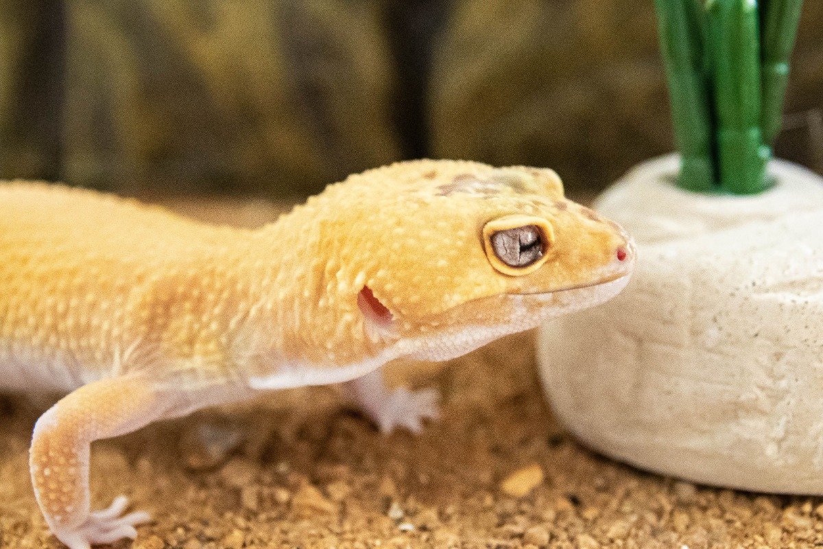 What Are the Different Species of Yellow Lizard Pets?